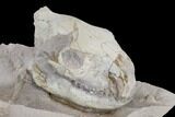 Juvenile Oreodont (Merycoidodon) Skull - South Dakota #113286-4
